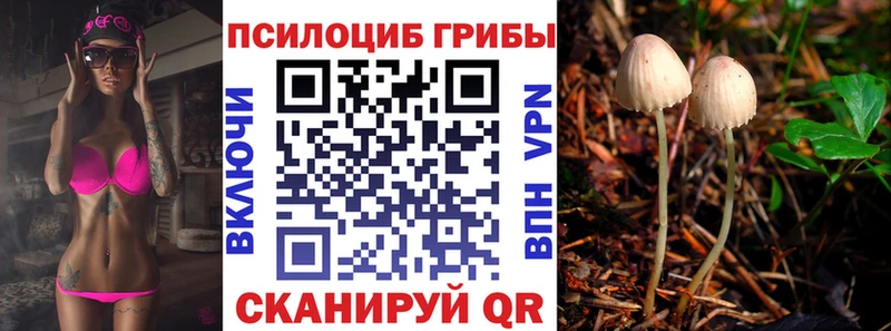 Купить  Костерёво  Галлюциногенные грибы Psilocybe 